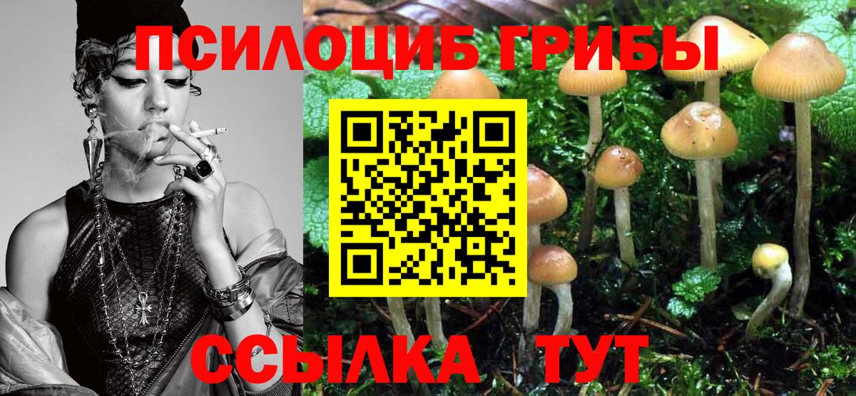 Тара  Галлюциногенные грибы Psilocybine cubensis  Вход с VPN 